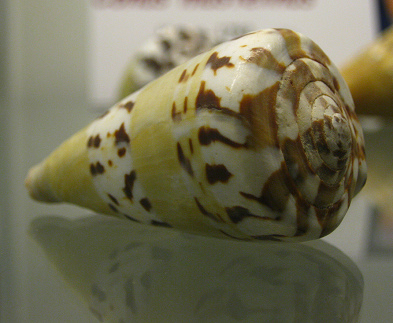 Conus mustelinus, primer plano