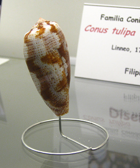 Conus tulipa, primer plano