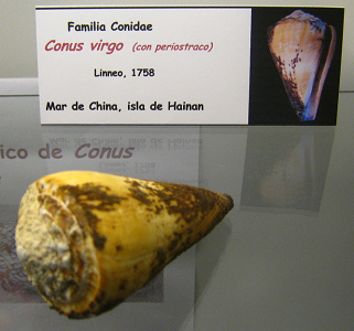 Conus virgo con periostraco