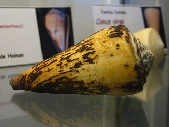 Conus virgo con periostraco, primer plano
                          02