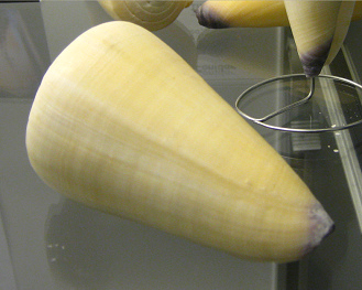 Conus virgo, primer plano