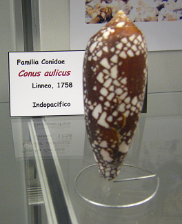 Conus
                          aulicus