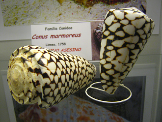 Conus marmoreus 01