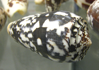 Conus striatus, primer plano 01