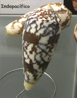 Conus striatus, primer plano 02