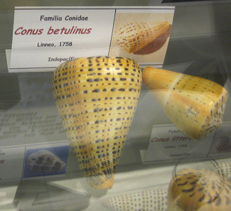 Conus betulinus, placa