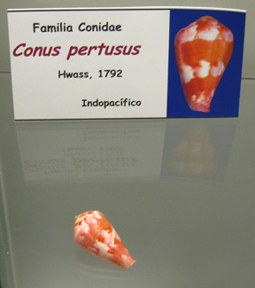 Conus
                          pertusus