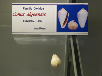 Conus
                          algoensis