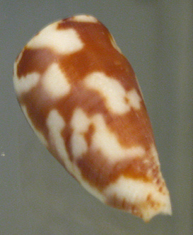 Conus anemone, primer plano