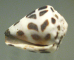 Conus ebraeus, primer plano