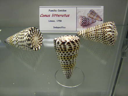 Conus litteratus