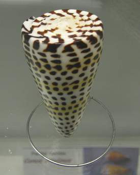 Conus litteratus, primer plano 01