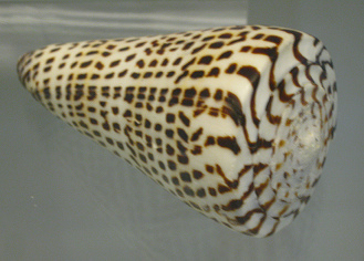 Conus litteratus, primer plano 02