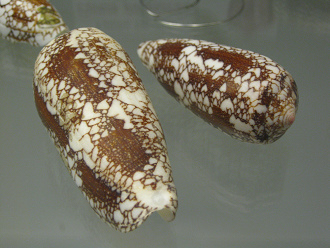Conus pennaceus, primer plano