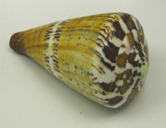 Conus capitaneus, primer plano