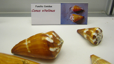 Conus
                          vitelinus