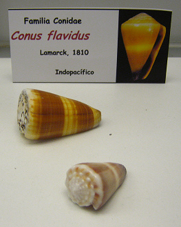 Conus
                          flavidus