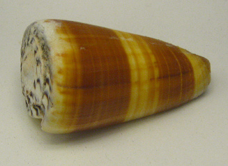 Conus flavidus, primer plano