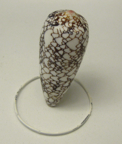 Conus canonicus, primer plano