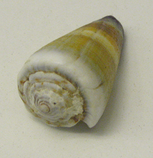 Conus muriculatus, primer plano