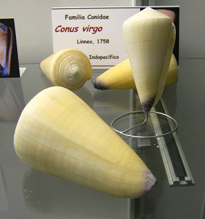 Conus
                          virgo