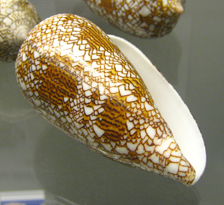 Conus textile, Nahaufnahme 01
