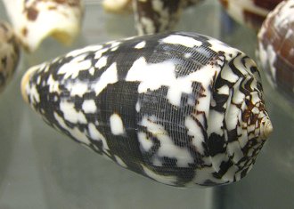 Conus striatus, Nahaufnahme 01