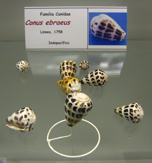 Conus ebraeus