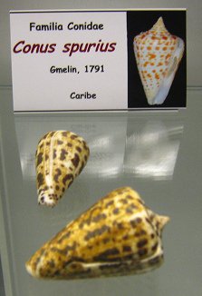 Conus spurius