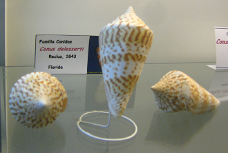 Conus delesserti