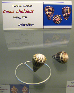 Conus
                          chaldeus