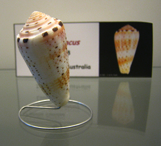 Conus aurisiacus, primer plano
                                  01