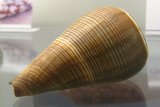 Conus figulinus, primer plano