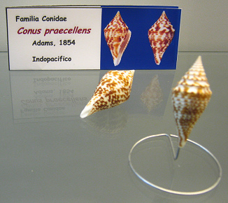 Conus praecellens