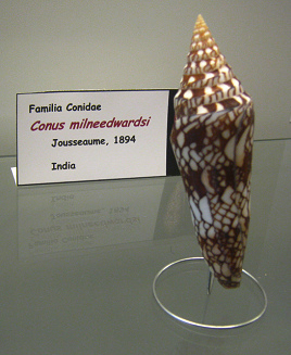 Conus milneedwardsi