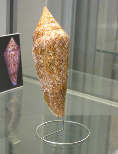 Conus gloriamaris, primer plano