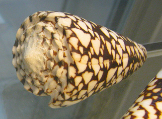 Conus bandanus vidua, primer
                                  plano 01