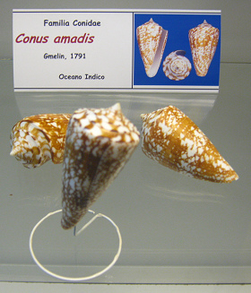 Conus amadis