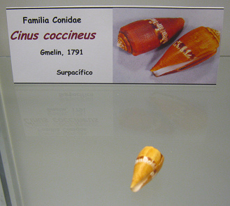 Conus coccineus