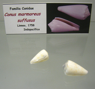 Conus marmoreus suffusus