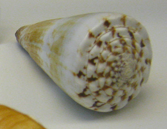 Conus distans, primer plano 02
