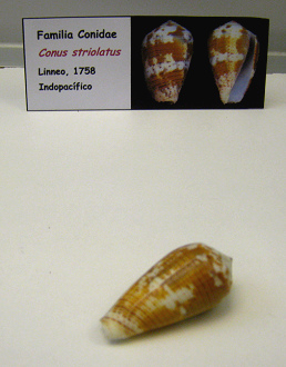 Conus striolatus