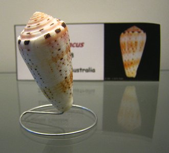 Conus aurisiacus, primer plano
                                  01