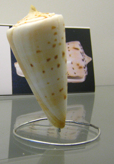 Conus monile, primer plano