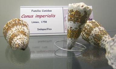 Conus imperialis