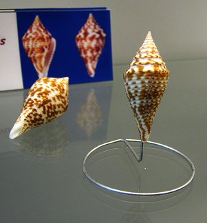 Conus praecellens, primer plano