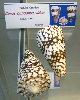 Conus bandanus vidua
