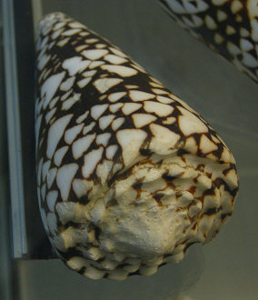 Conus bandanus vidua, Nahaufnahme
                                  02