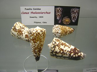 Conus thalassiarchus 01