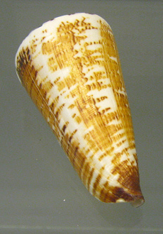 Conus thalassiarchus 02, primer plano